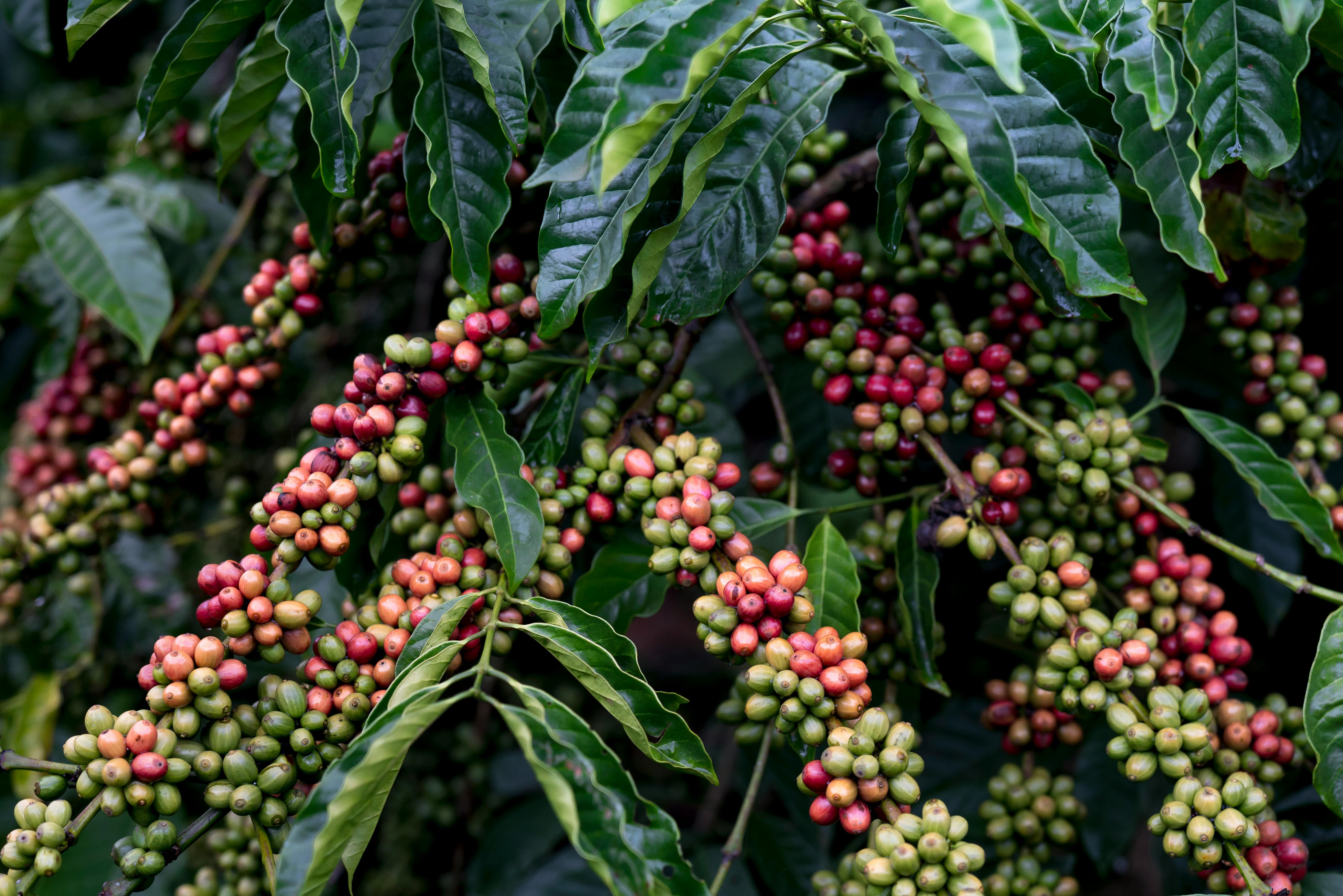 ESPRESSO BLEND